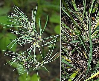 Poa bulbosa