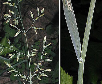 Poa compressa