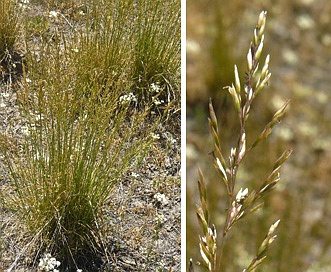 Poa cusickii