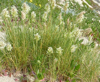 Poa douglasii