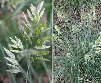 Poa fendleriana