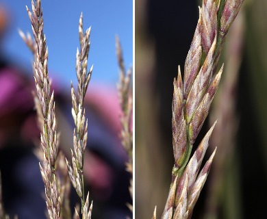 Poa glauca