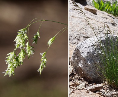 Poa nervosa