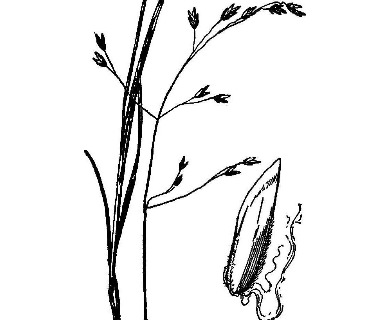 Poa paludigena