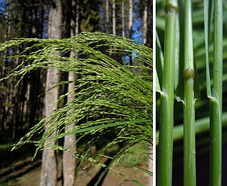 Poa palustris