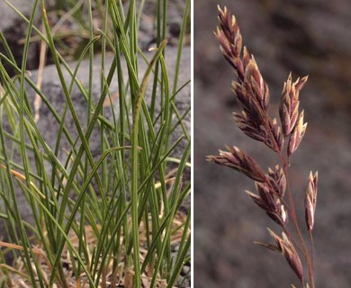 Poa paucispicula