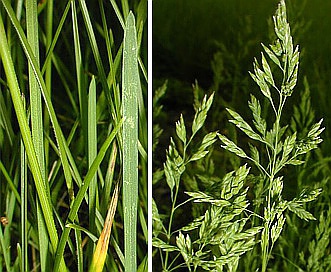 Poa pratensis