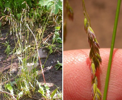 Poa reflexa