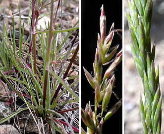 Poa secunda