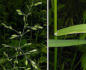 Poa sylvestris