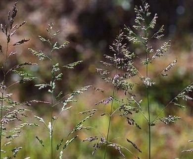 Poa trivialis