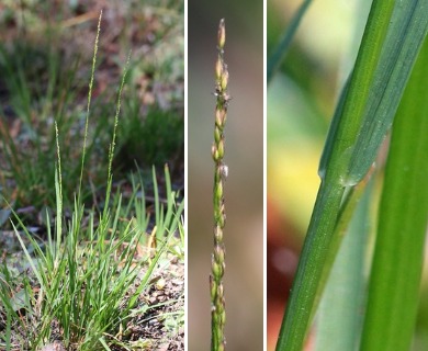 Podagrostis thurberiana