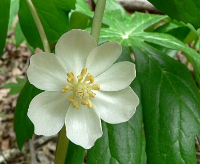 Podophyllum peltatum