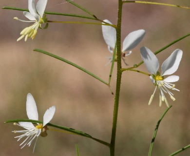 Polanisia tenuifolia