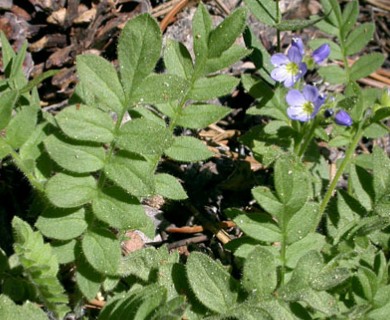 Polemonium californicum