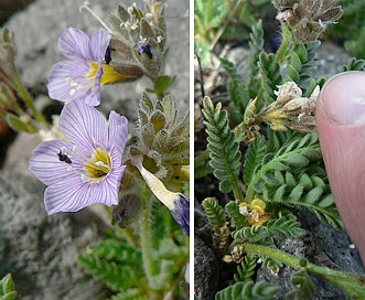 Polemonium elegans