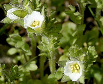 Polemonium micranthum