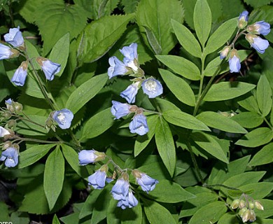 Polemonium reptans