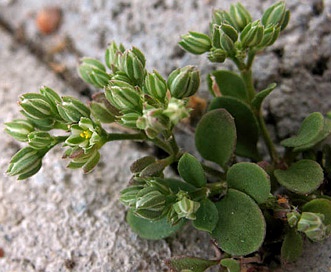 Polycarpon tetraphyllum