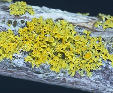 Polycauliona polycarpa