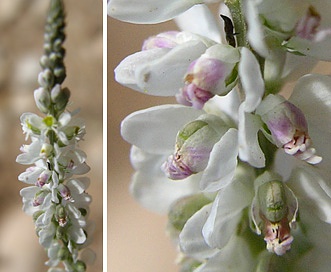 Polygala alba