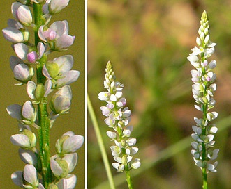 Polygala ambigua