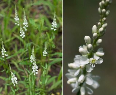 Polygala boykinii