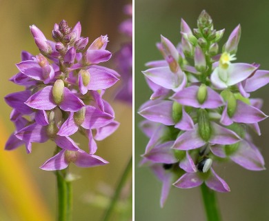 Polygala brevifolia