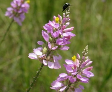 Polygala chapmanii