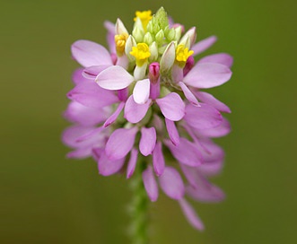 Polygala curtissii