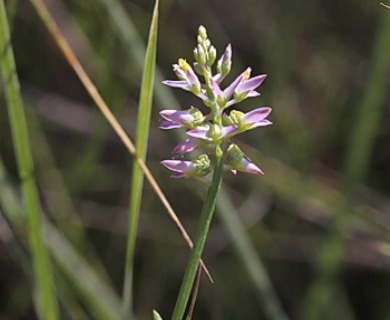 Polygala hookeri