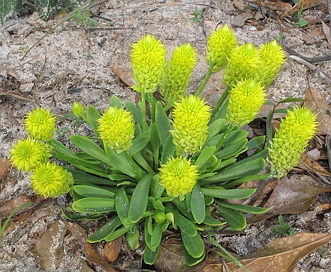 Polygala nana