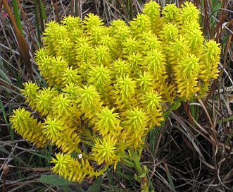 Polygala ramosa