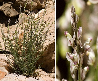 Polygala scoparioides