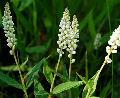 Polygala senega