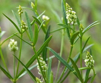 Polygala verticillata