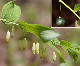 Polygonatum biflorum