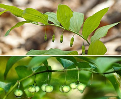 Polygonatum pubescens