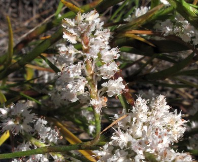 Polygonella fimbriata