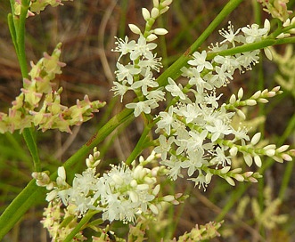 Polygonella polygama