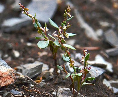 Polygonum austiniae