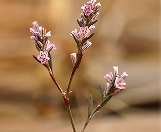 Polygonum californicum