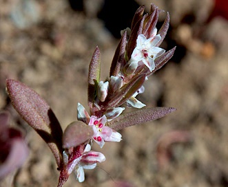 Polygonum cascadense