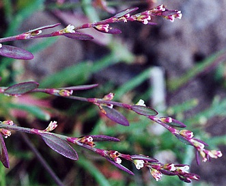 Polygonum marinense