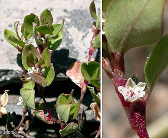 Polygonum minimum