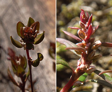 Polygonum nuttallii