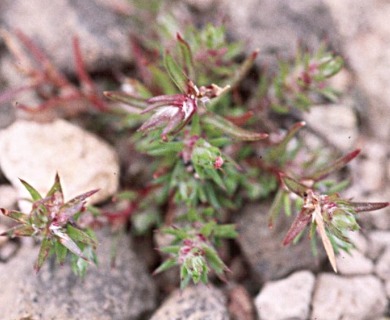 Polygonum parryi