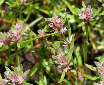 Polygonum polygaloides