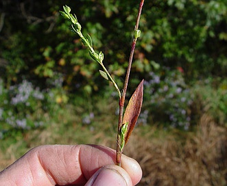 Polygonum ramosissimum