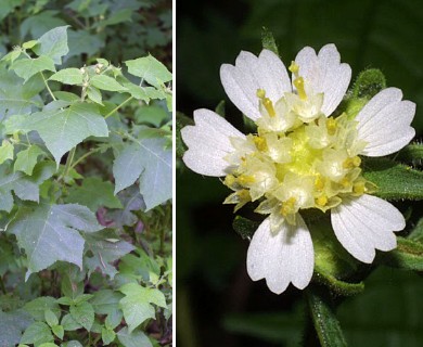 Polymnia canadensis